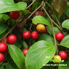 Image result for Flacourtia