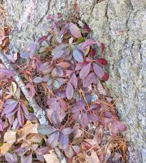 Image result for Teaberry T-Dispatch