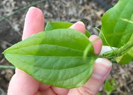 Image result for Smilax