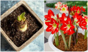 This article shows you how to plant them properly outdoors. How To Save Your Amaryllis Bulb To Bloom Again Next Year