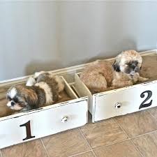 If you need a plan that will actually be affordable and in your reach, then follow this plan! 14 Adorable Diy Dog Beds The Family Handyman