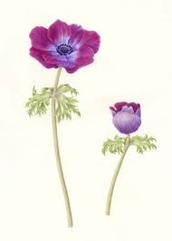 Catherine M Watters Anemone Coronaria Floral Art Watercolor Flowers Botanical Art