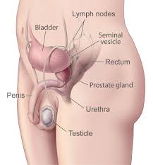 This piece was done to practice what i've learned studying anatomy so far. Male Genitourinary Anatomy Image Details Nci Visuals Online