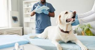 Veterinary Medicine: A Tail of Care and Collaboration | Alberta Animal  Health Source