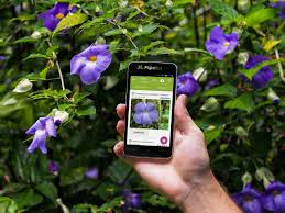 Un'altra app per riconoscere piante che vogliamo consigliarvi è herbarium, gratuita e disponibile solo per android. Plantnet L Utile App Per Riconoscere Le Piante Sudtiroler Jagdverband