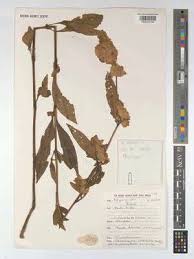 Image result for Phaulopsis sangana