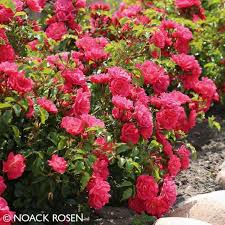Bodendeckerrose Heidetraum Bodendeckerrosen Bepflanzung Und Rosen