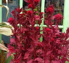 Celosia Argentea Cristata Kurume New Scarlet Kurume New Scarlet Cockscomb Flower Farm Beautiful Flowers Plants