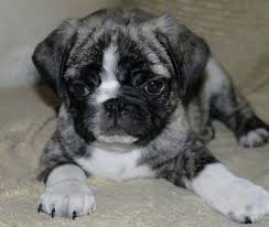 Many people crave having cute and adorable healthy pets. 16 Unreal Pug Cross Breeds You Have To See To Believe