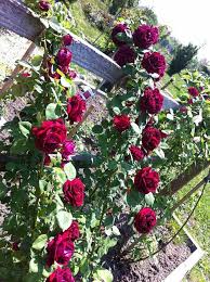 Souvenir Du Docteur Jamain Lacharme 1865 Hybrid Perpetual Este Parfumat Minunat Christmas Wreaths Garden Holiday