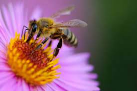 Bees are one of the best pollinators for the garden. How To Attract Bees Growing A Honeybee Garden