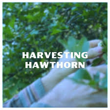 Happy May Day! We’re deep in the midst of Hawthorn (aka Mayflower)  harvesting season. It’s not too late to get out there and gather Hawthorn  leaf & flower for making nourishing medicine for the ...