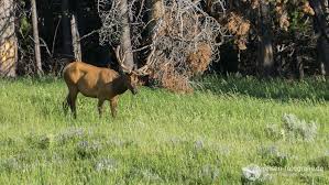 Umweltschützer forderten ein geschütztes gebiet für tiere und pflanzen. Yellowstone National Park Eindrucke Tipps Und Informationen
