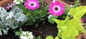 What kind of flowers do you put in a side pot? 3 Steps To Planting Flowers In Pots Pinecone Cottage Retreat