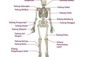 Maybe you would like to learn more about one of these? Nama Tulang Manusia Dan Fungsinya Kunci Jawaban Kelas 5 Sd Tema 1 Halaman 68 Portal Jember