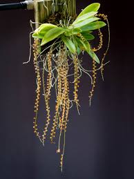 Image result for Rhipidoglossum ovale