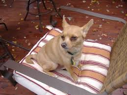 How long do you wait to breed chihauhau's? The Chihuahua Heat Cycle Breeding Considerations And Risks Pethelpful