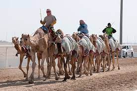 Winds blow sand all around, so a camel has long eyelashes. Camel Racing Wikiwand