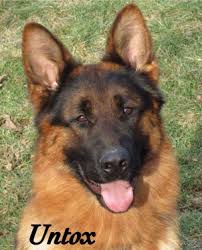 The best german shepherd puppies come from breeders, animal shelters, or rescuers. Home Klarenfeld German Shepherd Puppies For Sale In Pennsylvania