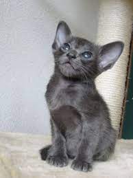 Pin By Laurie Moreau On Animals Kitten Cuties Oriental Shorthair Cats Beautiful Cats Pretty Cats