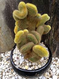 Terraria what you can do with cactus? Winteria Aurespina Crestata Cactus Plants Cacti And Succulents Cactus And Succulents