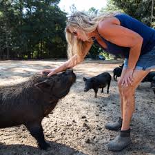American Guinea Hogs: Havana farmer makes a new life