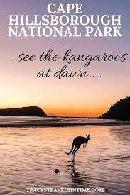 The Best Time To See Cape Hillsborough Kangaroos Tracy S Travels In Time Wildlife Travel Australia Travel Guide Australia Travel