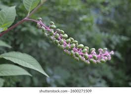 Image result for Phytolacca dodecandra