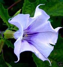 Check spelling or type a new query. Generic 20 Seeds Pack Purple Angels Trumpet Datura Flower Seeds Amazon In Garden Outdoors