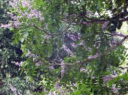 Image result for Millettia