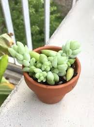 Sedum Burrito Morganianum Affenschaukel Sukkulente Succulent Schlange Im Topf Sukkulenten Pflanzen Stecklinge