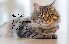 Check spelling or type a new query. 100 Cat Captions For Instagram Meow Healthy Tips