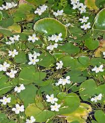 Image result for Nymphoides thunbergiana