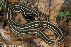 About press copyright contact us creators advertise developers terms privacy policy & safety how youtube works test new features press copyright contact us creators. Thamnophis Proximus The Reptile Database