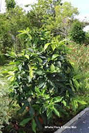 Image result for Syzygium jambos
