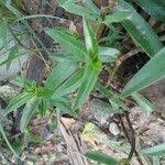 Image result for Cyanotis lanata