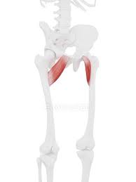 Check spelling or type a new query. Human Skeleton With Red Colored Pectineus Muscle Digital Illustration 3d Illustration Anatomical Stock Photo 308617322