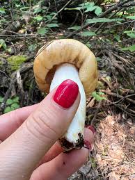 Image result for Russula foetentula