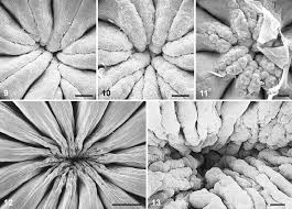 Image result for Napoleonaea gossweileri