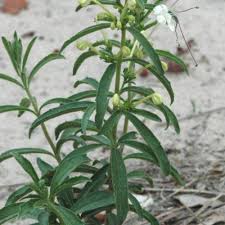 Image result for Clerodendrum ternatum