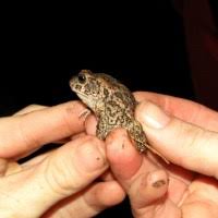 Image result for Hydrostachys polymorpha