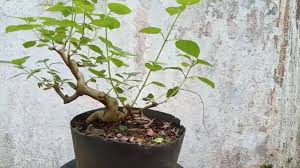Check spelling or type a new query. Bonsai Lantana Cara Merawat Lengkap Cara Membentuk Bonsai Yang Baik Dan Benar