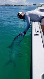 Sabalo En Bimini Bay 45 36 Kg Pesca