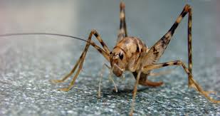 Protecting them can be of little importance because of their widespread infestations throughout the united there are over 100 different kinds of camel crickets in the united states and parts of canada today. The Last Word On Nothing Kill The Sprickets Kill Them All