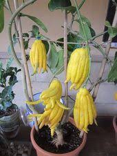 Pin By Hajal Lily On Fruits And Vegetables Fruit Yellow Fruit Fruits And Vegetables