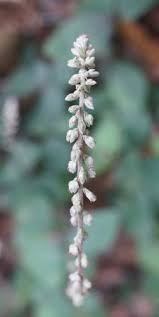 Image result for Cyathula uncinulata