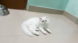 Maybe you would like to learn more about one of these? Pet Store For Cats Near Me Cheap Buy Online