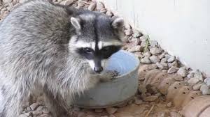 Raccoon eating cats' food, likes to mix it in the water like a bowl of cereal.funny how she runs off with hands full at the end.rigogonzalez23.blogspot.com. Raccoon Eating Cat Food Youtube