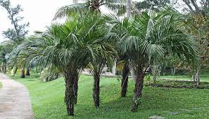 Image result for Syagrus