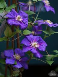 Maybe you would like to learn more about one of these? Clematis General Sikorski From Burncoose Nurseries Large Flowered Summer Varieties